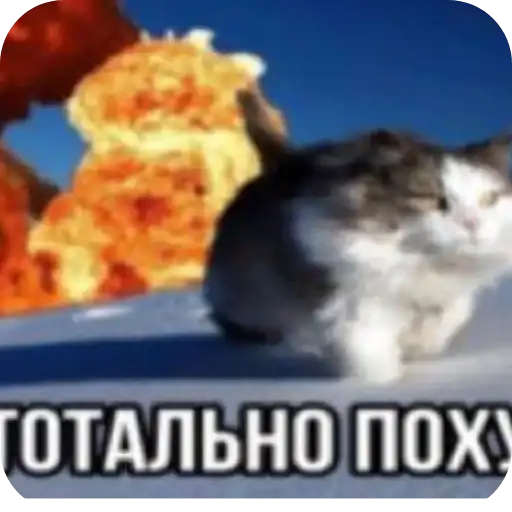 Sticker 🐱