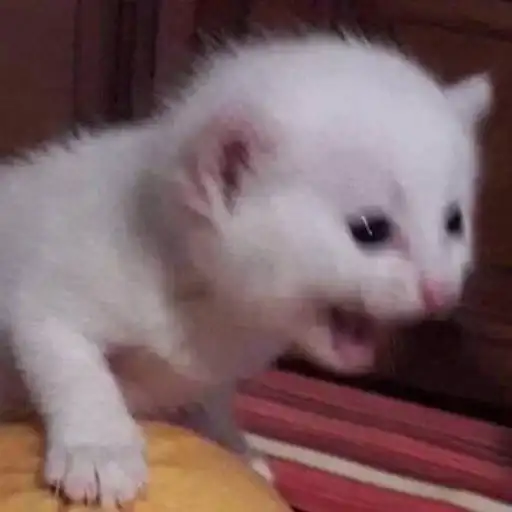 Мяу мяу кить preview