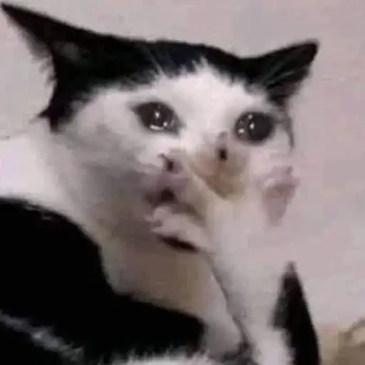 Мяу мяу кить preview