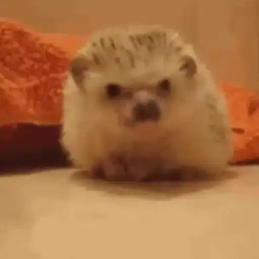 video Hedgehogs STICKER PARTY preview