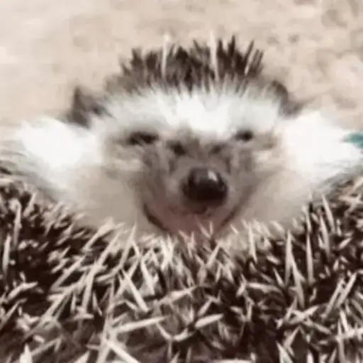 video Hedgehogs STICKER PARTY preview