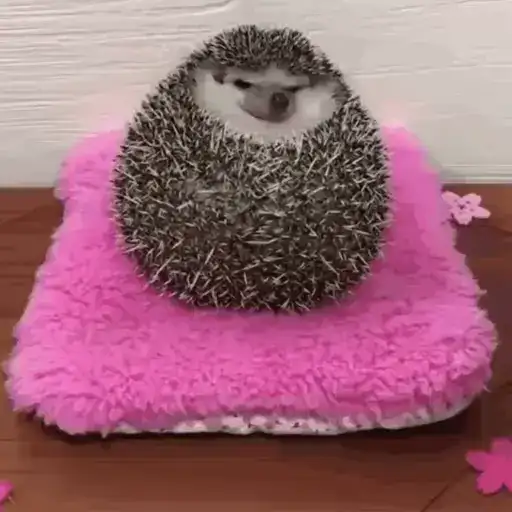 video Hedgehogs STICKER PARTY preview