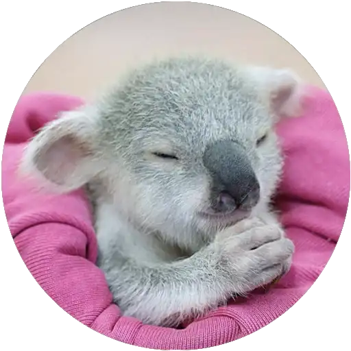 Kids Animals preview