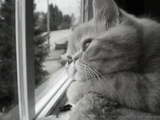 Black white cats preview