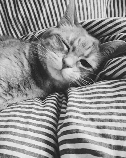 Black white cats preview