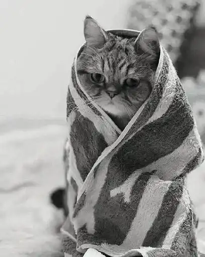 Black white cats preview