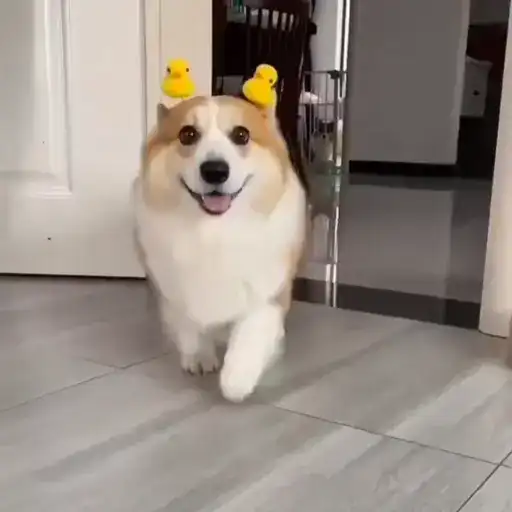 Милые Корги preview