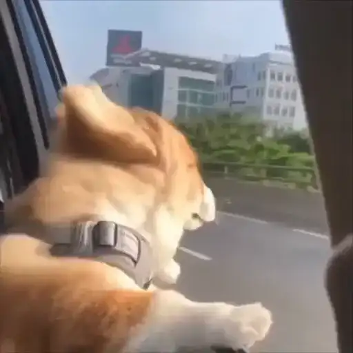 Милые Корги preview