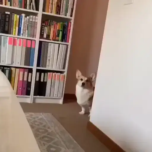 Милые Корги preview