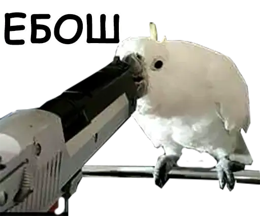 Блядские папуги preview