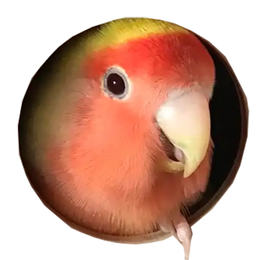 Блядские папуги preview