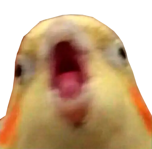 Блядские папуги preview