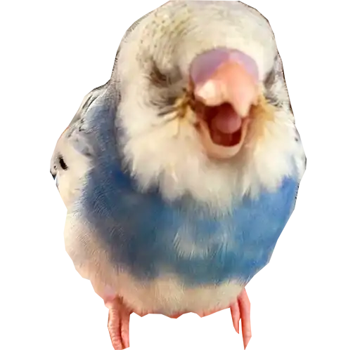 Блядские папуги preview