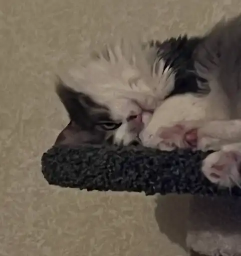 Котик Кристины preview