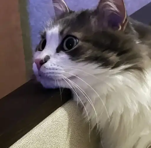 Котик Кристины preview