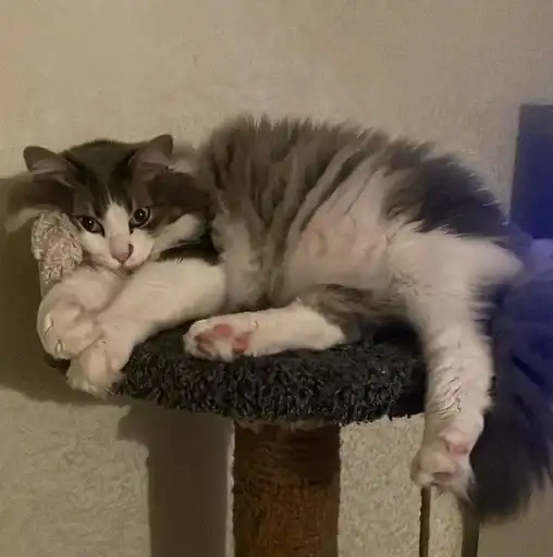 Котик Кристины preview