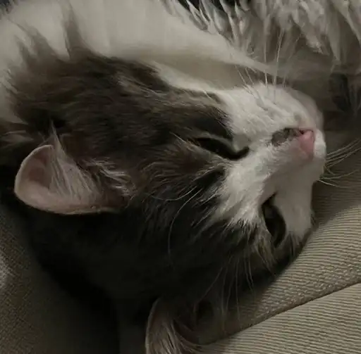 Котик Кристины preview