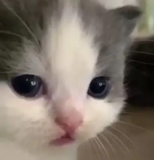 ♡ Котята ♡ preview