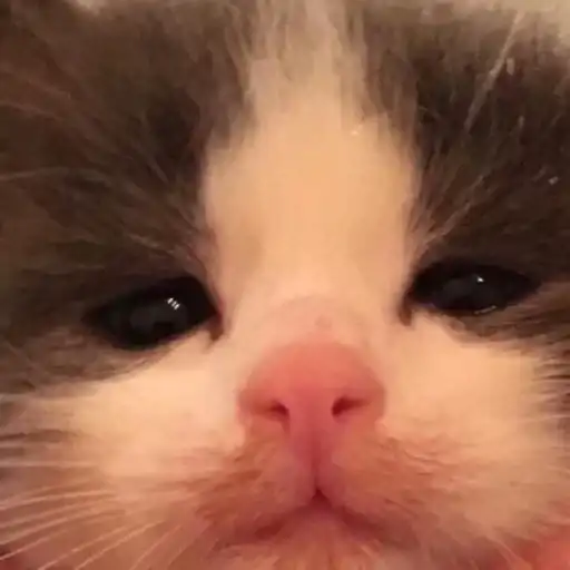 ♡ Котята ♡ preview