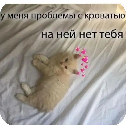 Милые котики mrrrrr preview