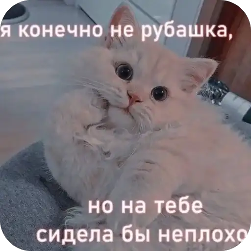 Милые котики mrrrrr preview