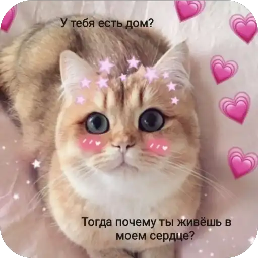Милые котики mrrrrr preview