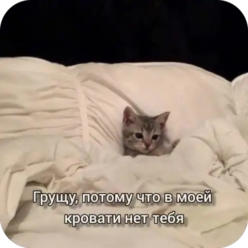 Милые котики mrrrrr preview