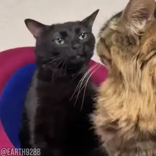 Рандомные МЕМЫ preview