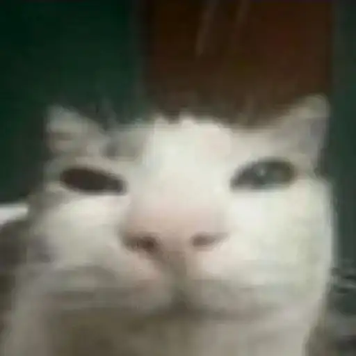 Хайповые котеки preview