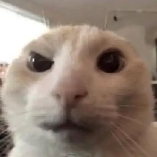 Хайповые котеки preview