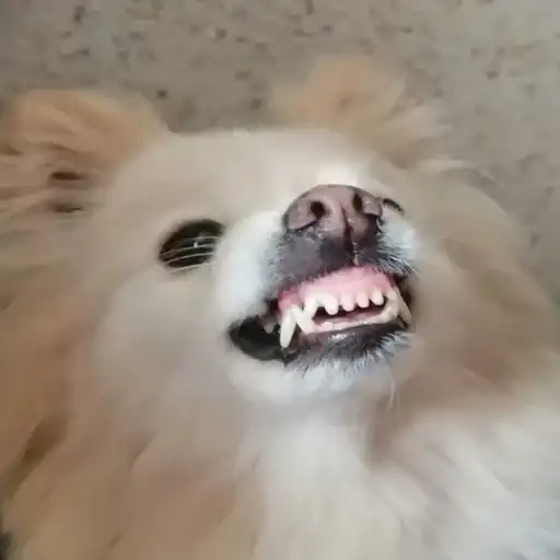 Пёс мичик preview