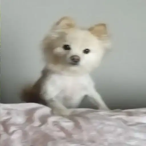 Пёс мичик preview