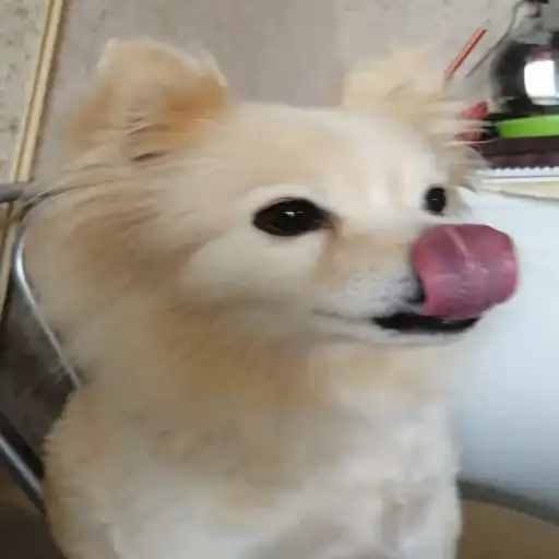 Пёс мичик preview