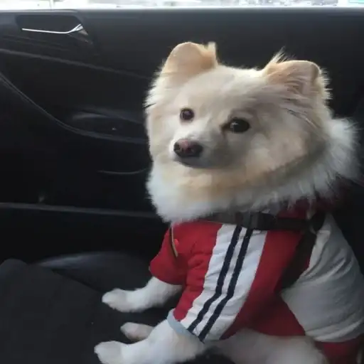 Пёс мичик preview