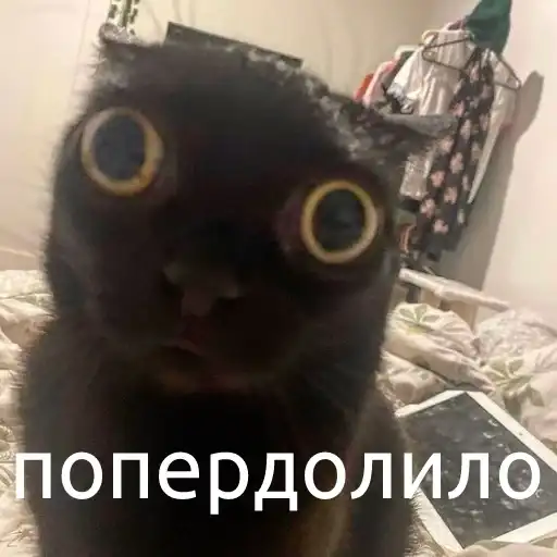 Брейн демедж preview