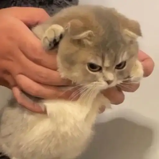 Мяу мяу preview