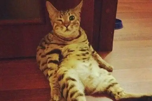 Animals Mood preview