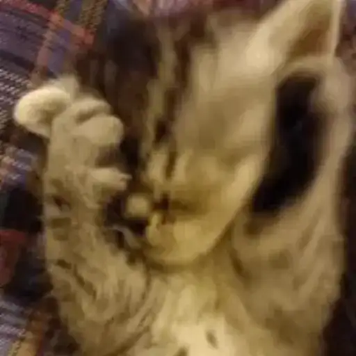 Коты 🐈 preview