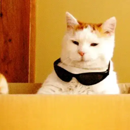 Коты 🐈 preview