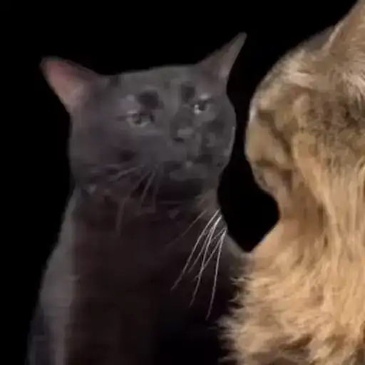 TikTok Animals preview