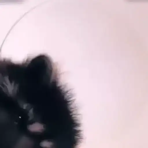 TikTok Animals preview