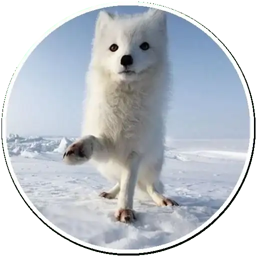 Arctic Fox preview