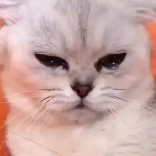 Котики preview