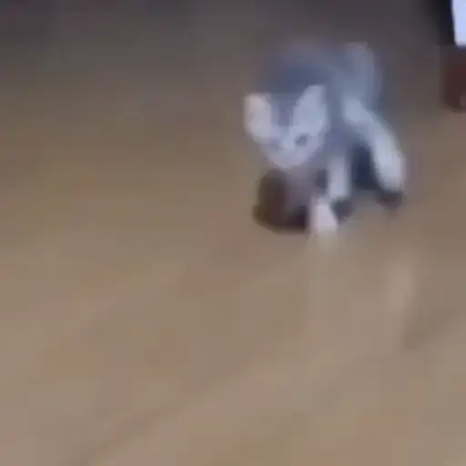 Котики preview