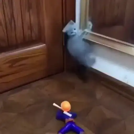 Котики preview