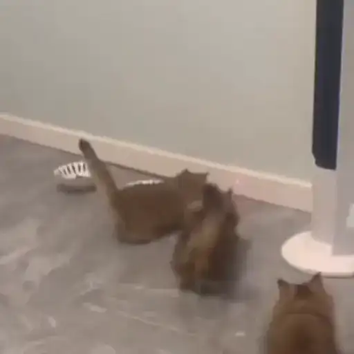 Котики preview