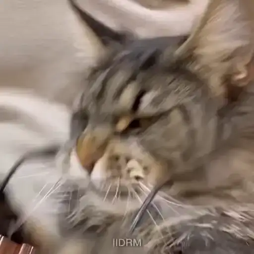 𝐚𝐧𝐢𝐦𝐚𝐥𝐬 ² preview