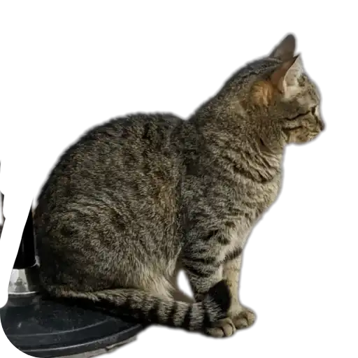 Бисквит 2.0 preview