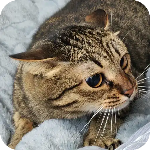 Бисквит 2.0 preview