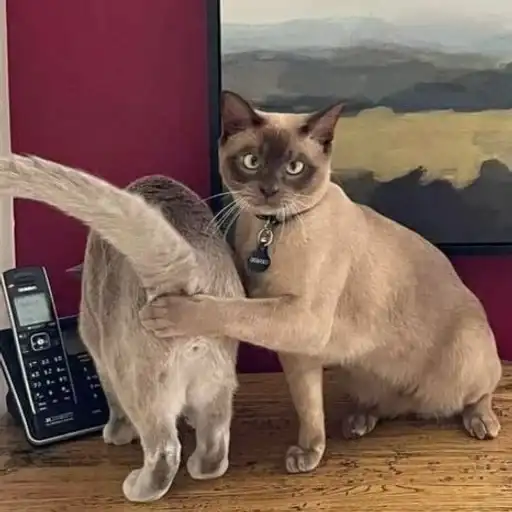 Котята preview